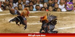 đá gà cựa dao